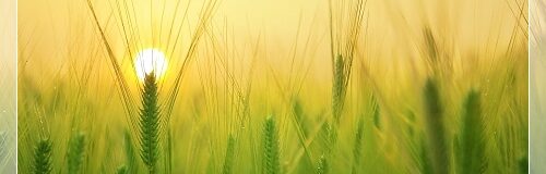 Детальніше про статтю Захист посівів озимої пшениці